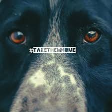 Setterenea_protectora_bizkaia